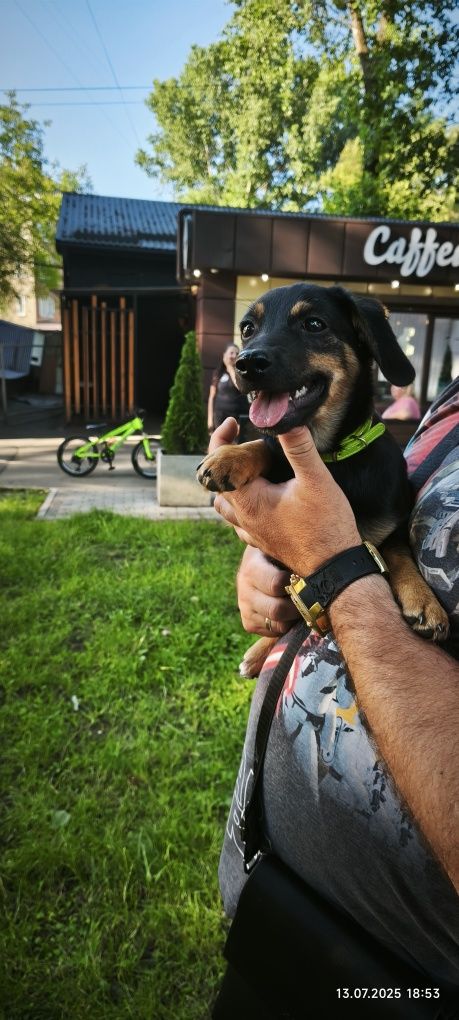 Віддам цуценя в добрі ручки