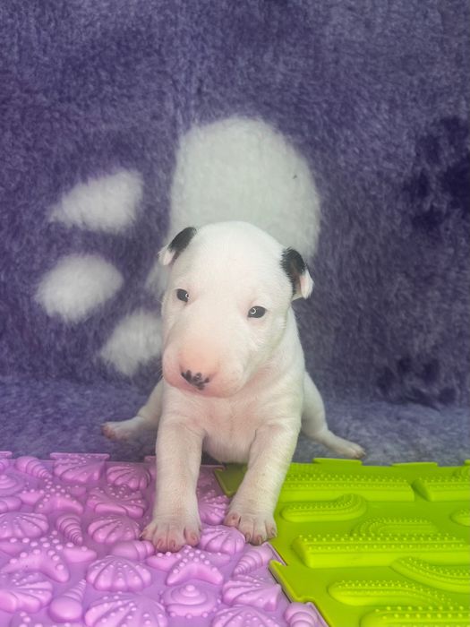 Bulterier miniaturowy ZKwP suczka