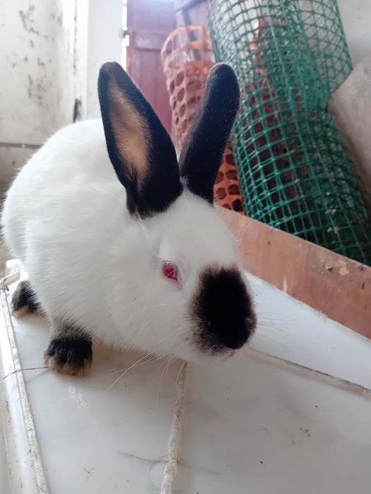 Królik samice Kalifornia