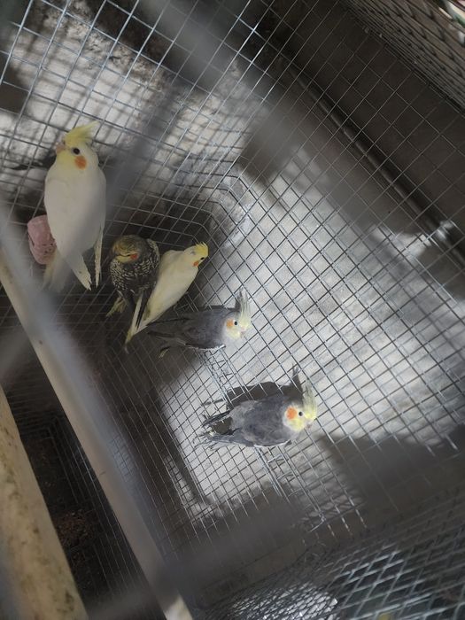 Caturras de boa qualidade