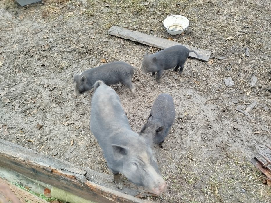 Продам трьохмісячні поросята в'єтнамської породи а також  кури