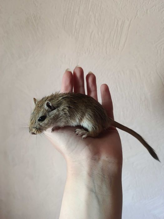 Мишки піщанки, монгольські піщанки, мишки декоративні