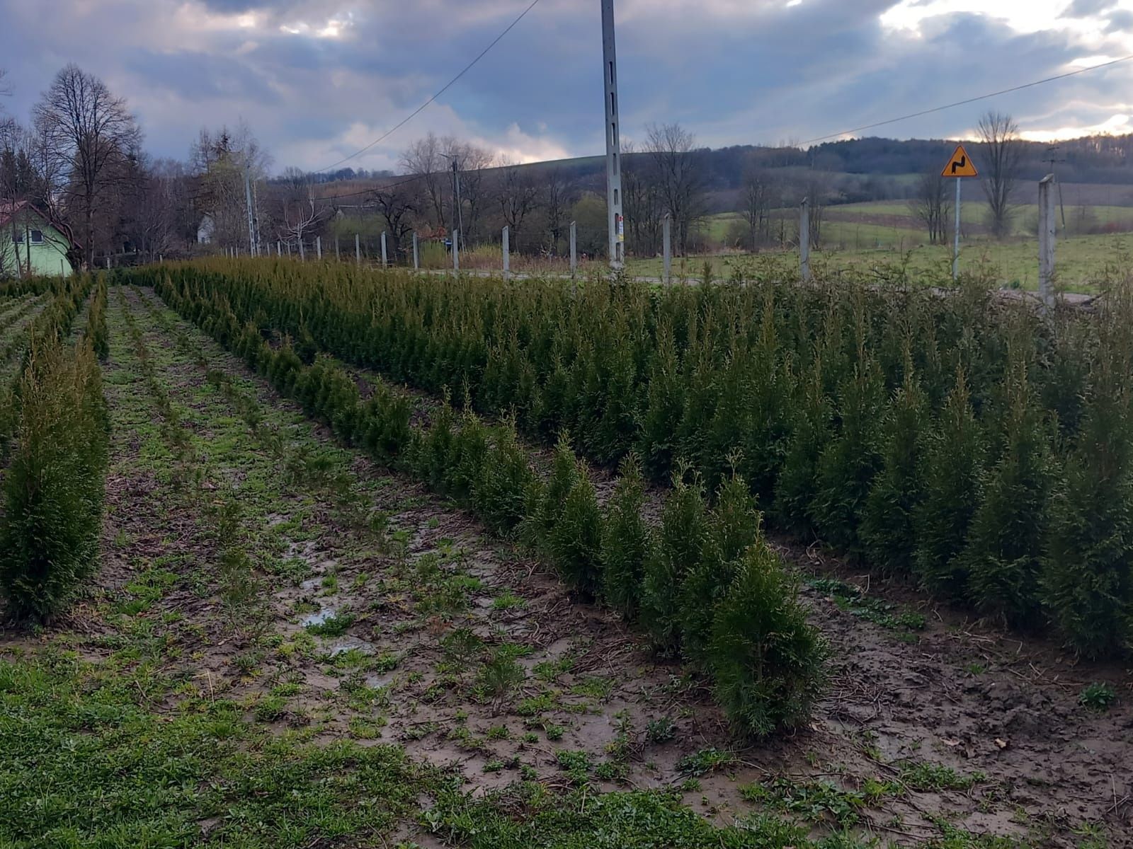 Szmaragd żywopłot tuja thuja