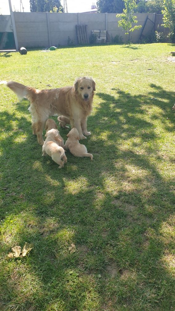 Reproduktor Golden Retriever