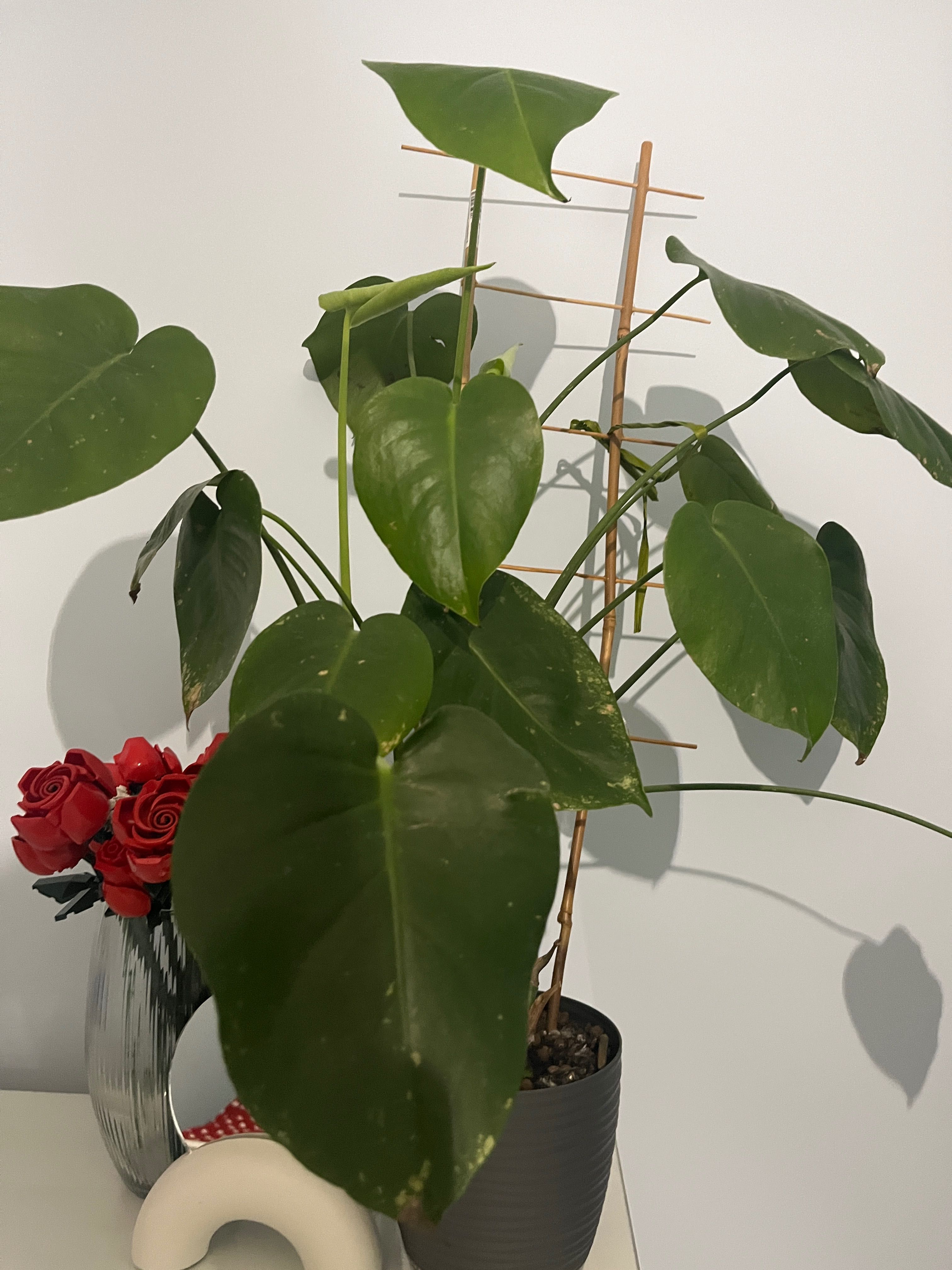 Roślinka Monstera