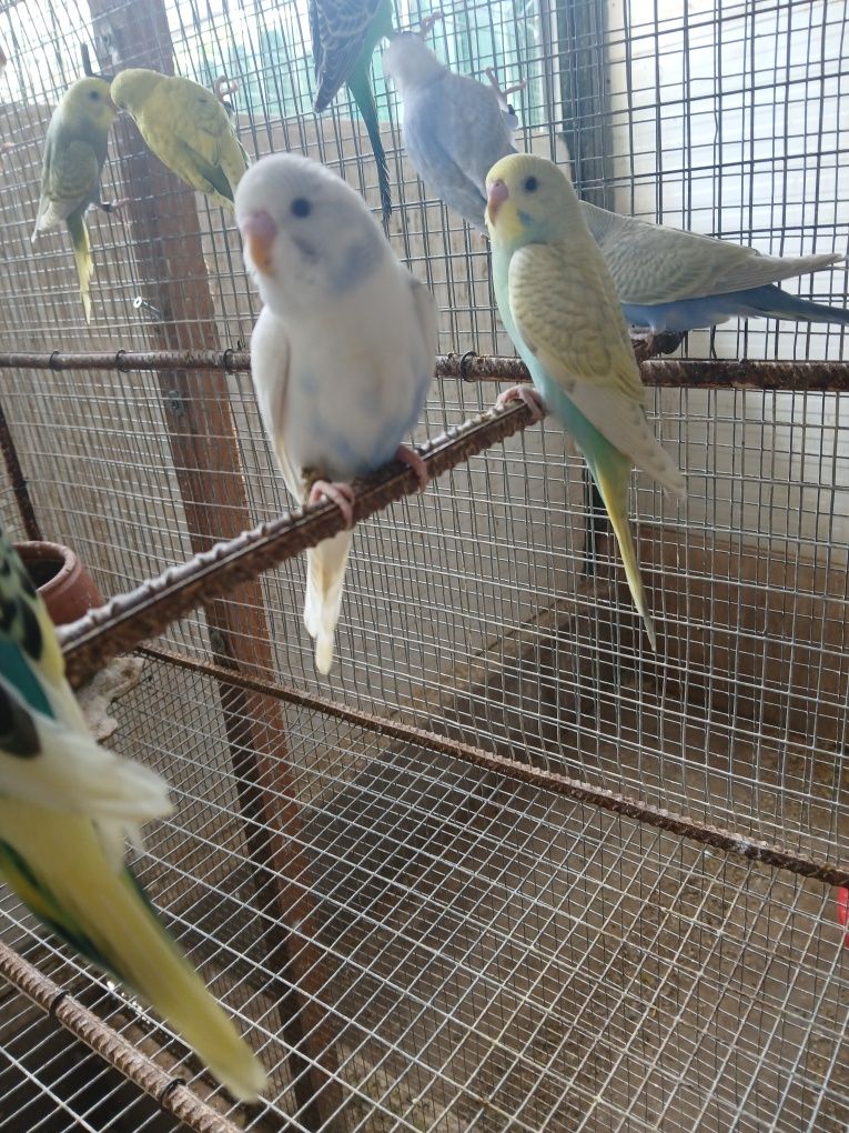 Lote de piriquitos
