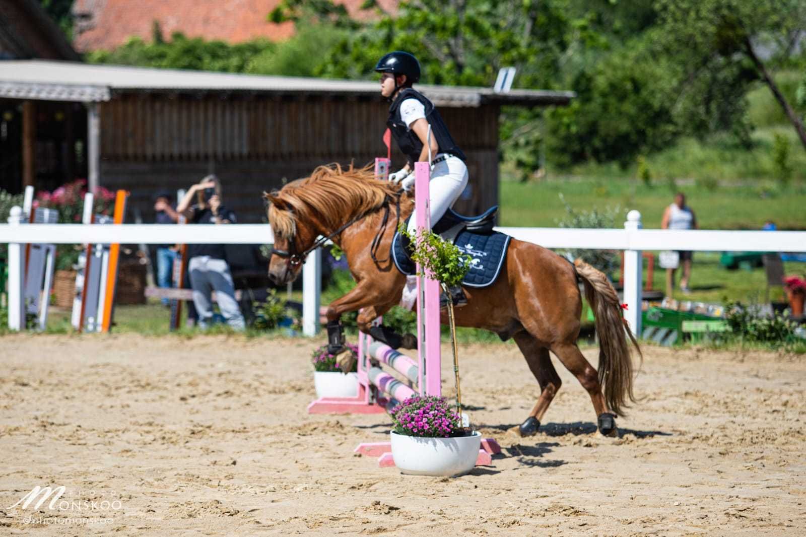 Sprzedam kuca do rekreacji/małego sportu