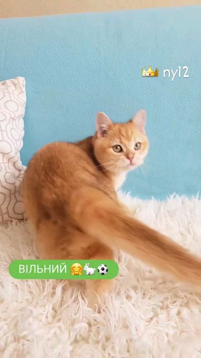 ШИКАРНЫЙ мальчик золотая шиншилла