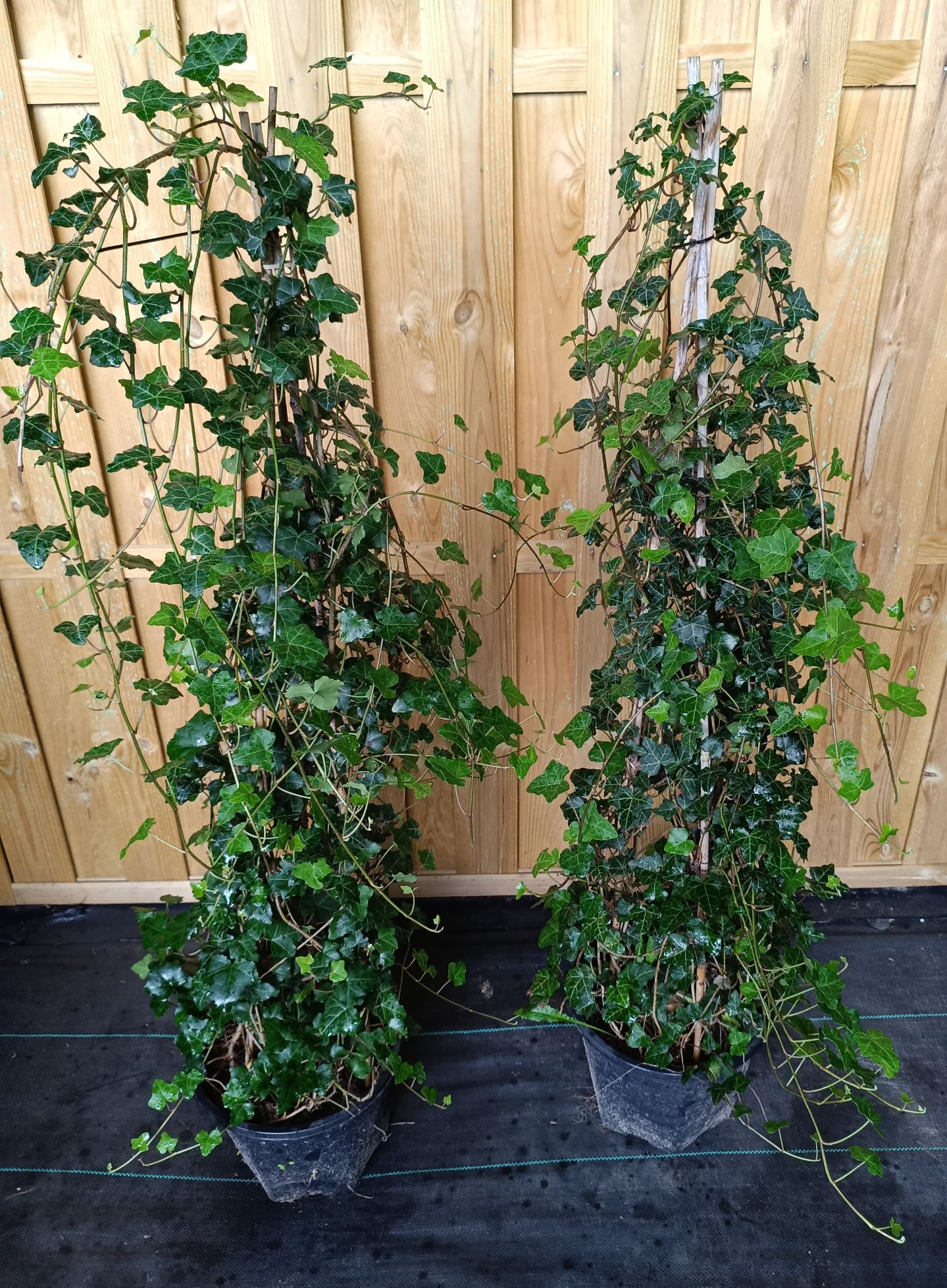 Bluszcz Hedera Helix PRODUCENT