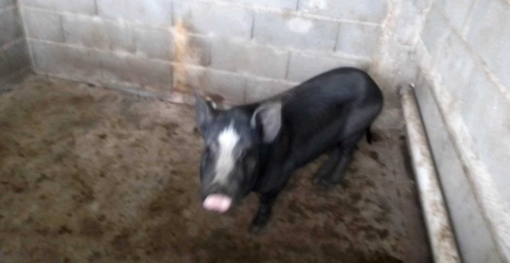 Femea para abate ou criação