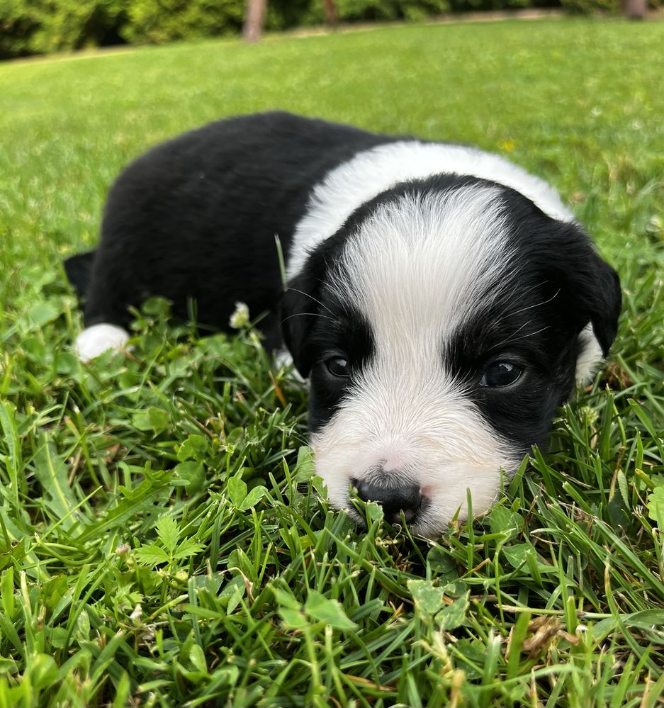 Suczka Border collie