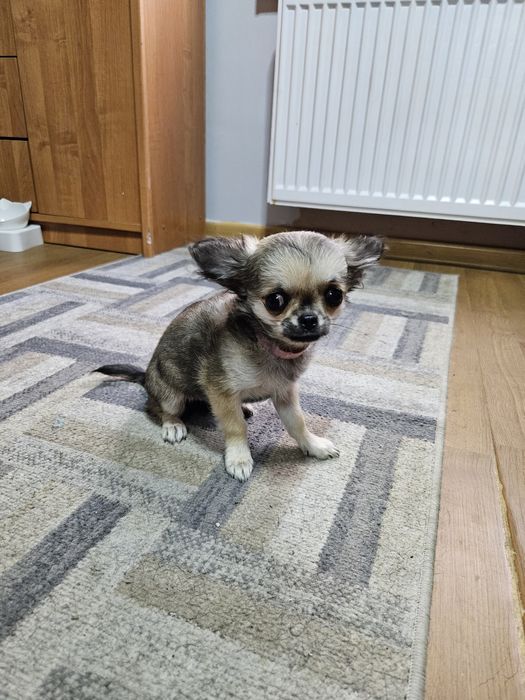 Chihuahua długowłosa