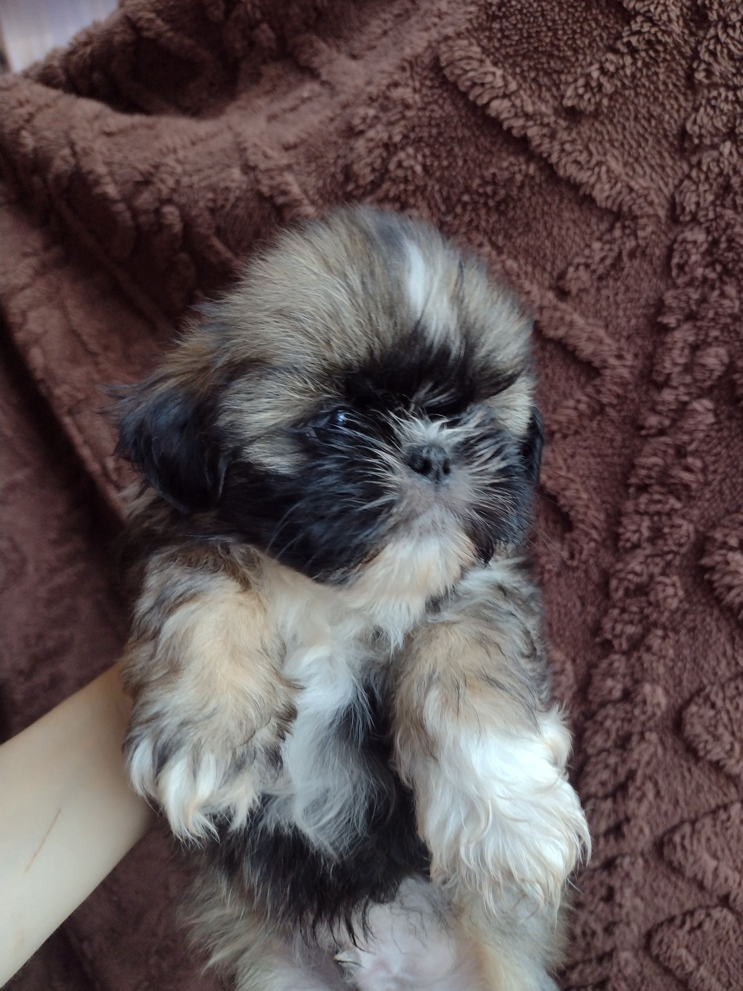 Maluszki shih tzu