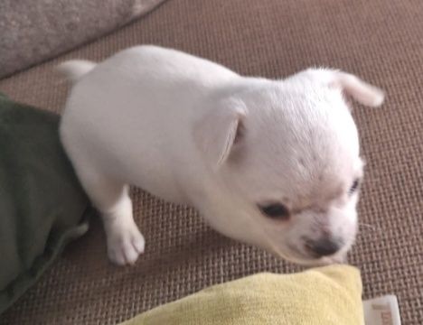 Chihuahua Miniatura  BRANOO  Neve Mini