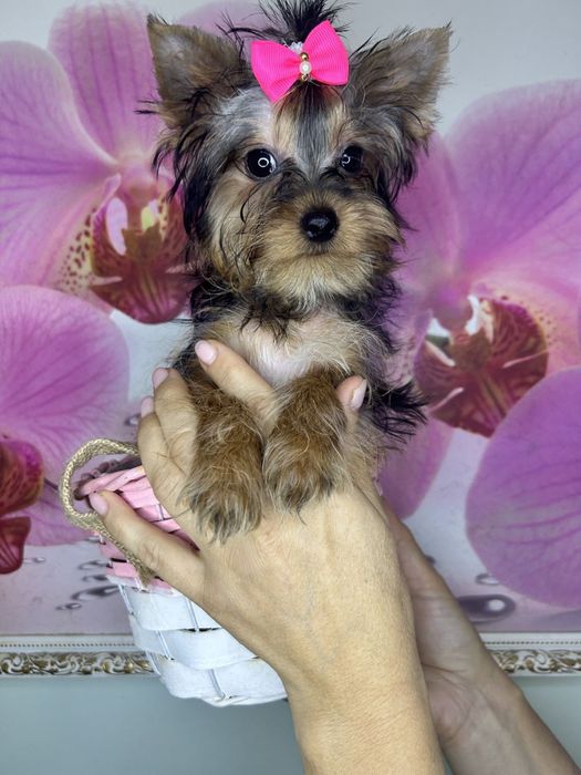 Чарівні міні йоріки