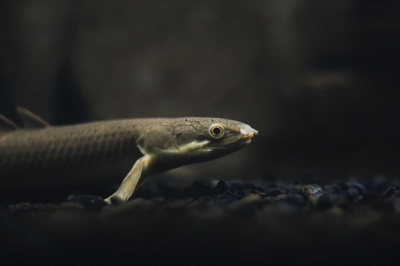 Wielopłetwiec senegalski - Polypterus senegalus