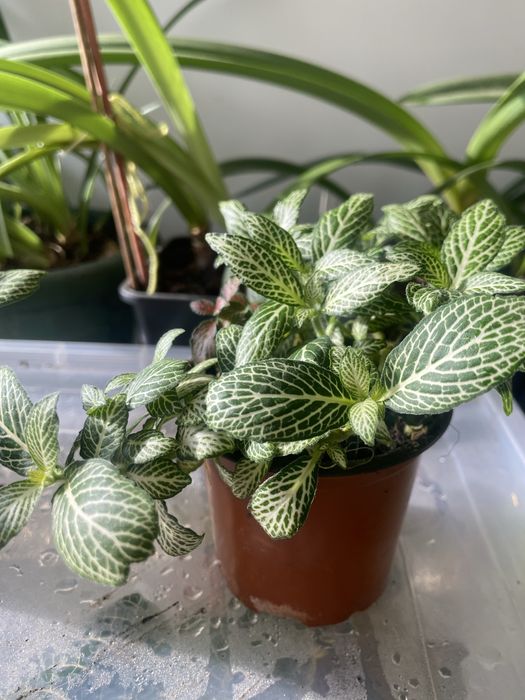 Фітонія фіттонія фитония