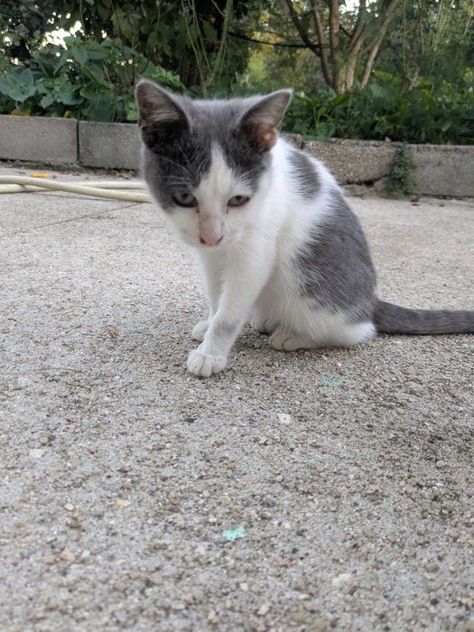 Gatinhos 5 meses muito mimalhos