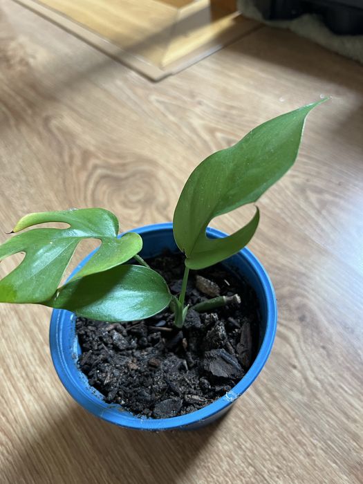Monstera minima nadwyżka