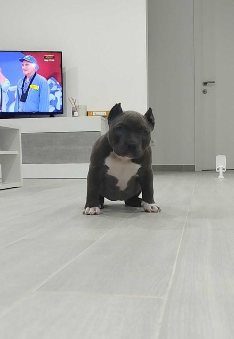 American Bully pocket