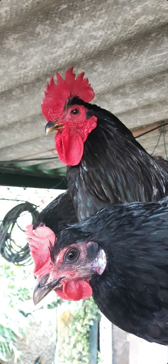 Vendo ovos férteis e pintos de Australorp negra