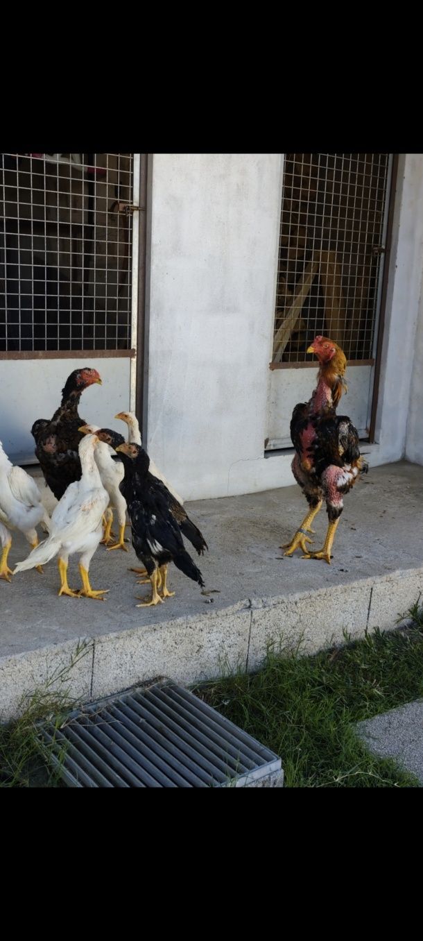 Franguinhos shamos