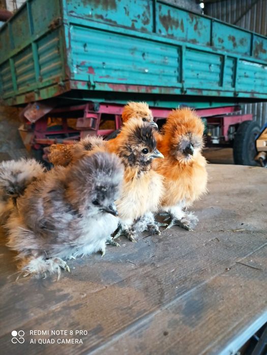 Kurczęta pisklęta silki silka USA jedwabista satynowa