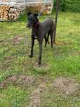 Chart greyhound .