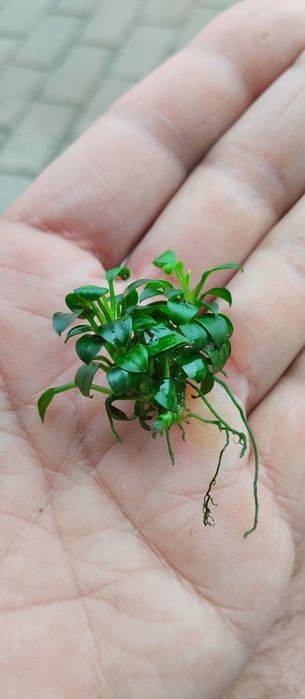 Anubia Barteri nana