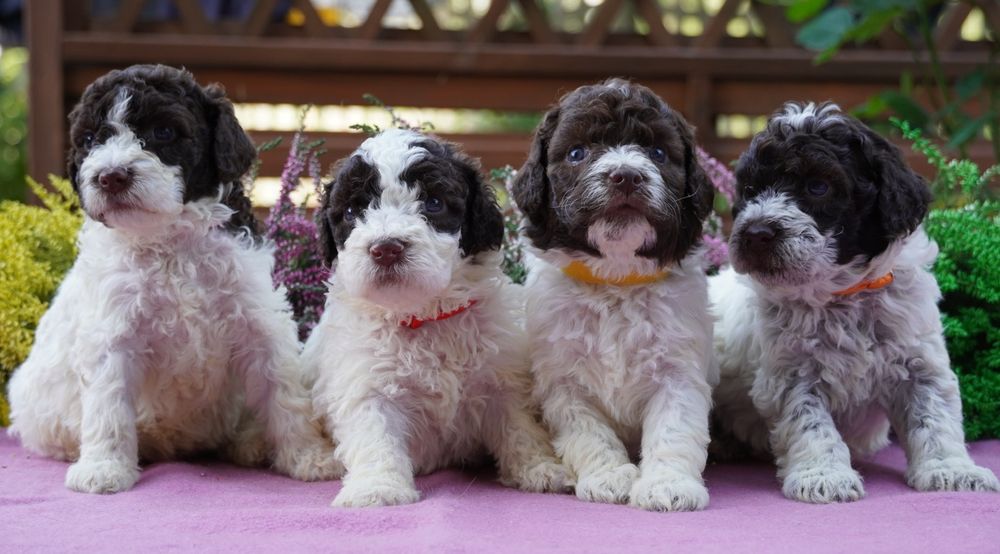 Lagotto Romagnolo biało-brązowa suczka ZKwP/FCI