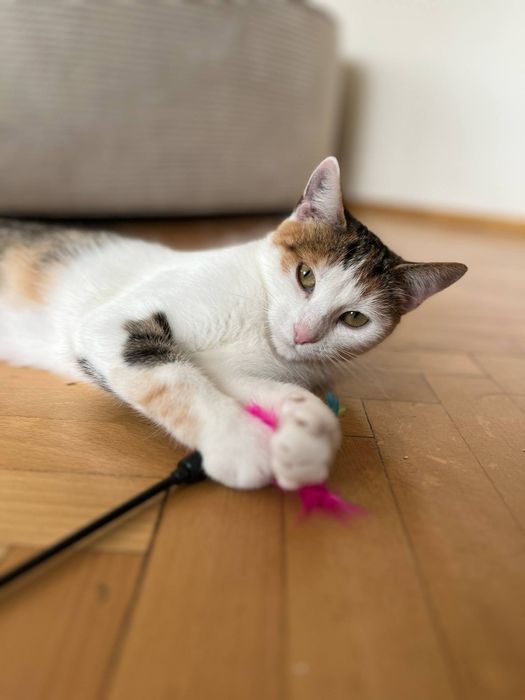 Kotka z bajki - Kania