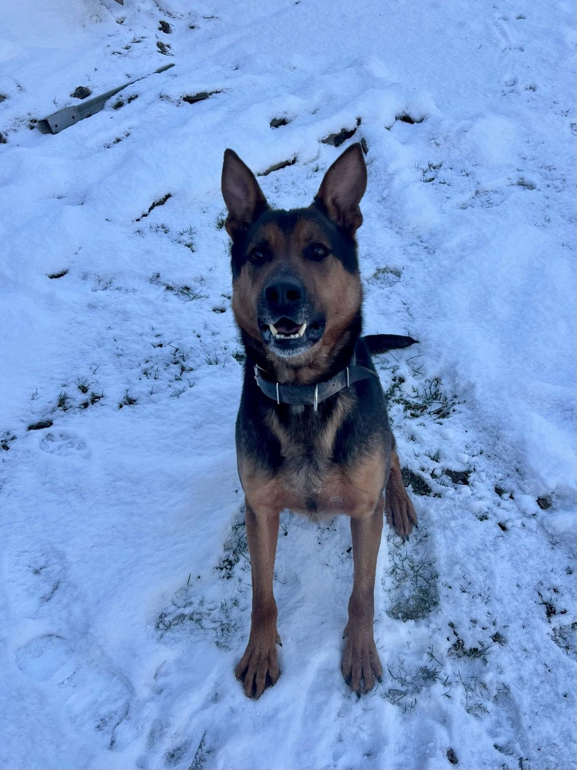 Fantastyczny owczarek do adopcji