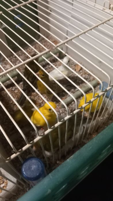 Canários e exóticos