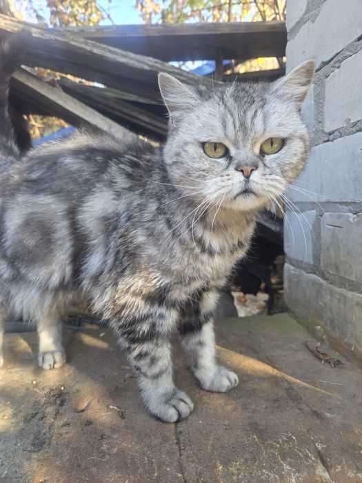 Бесплатно британка