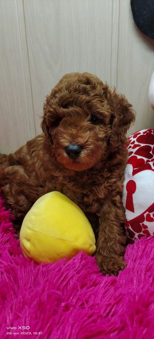 Пудель хлопчик  Ред Браун