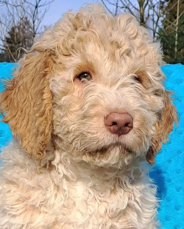 Szczeniaki lagotto romagnolo