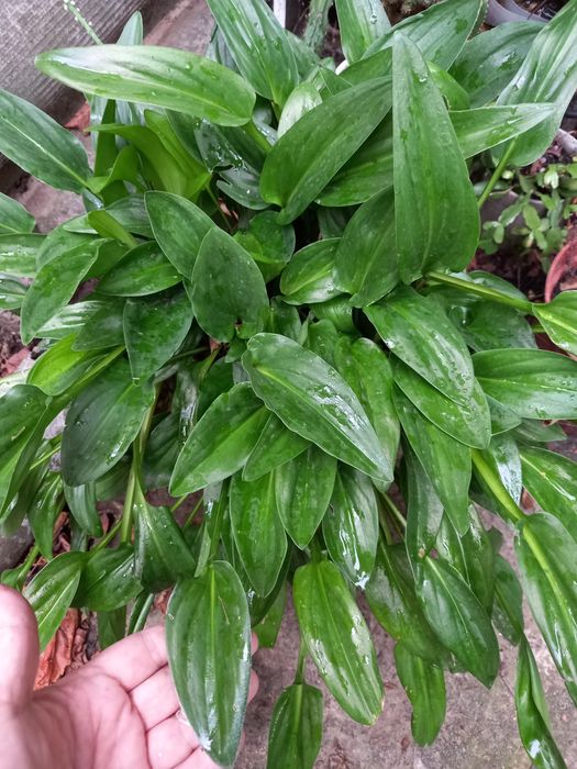 Продам Дримиопсис.Комнатный цветок.