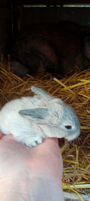 Декоративні карликові кроленята