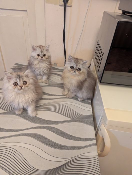 Kocięta perskie perska perski koty