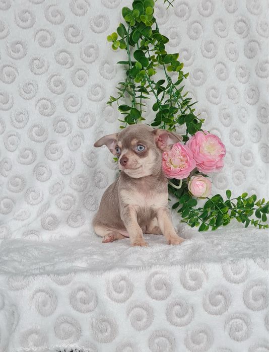 Excelente mini lilac tan Chihuahua/Chiuaua Linhagem Russa,Qualidade