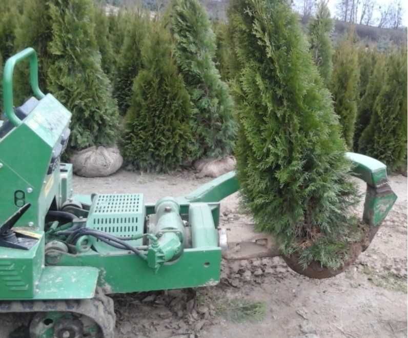 Jodła kaukaska prosto z gruntu  - własna plantacja
