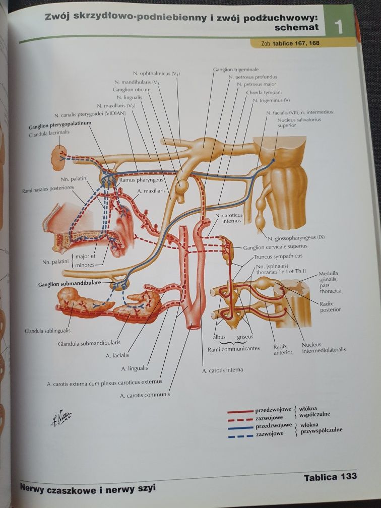 Atlas anatomii człowieka Netter 1 lub 2