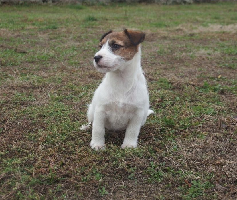 Jack Russell terrier # FCI