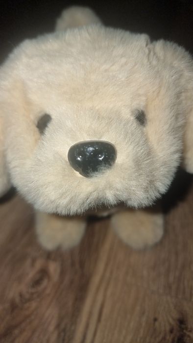 Pluszak pies polecam