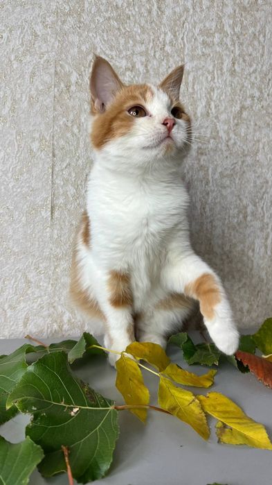 Отдам_ кошки _ котята _стеша