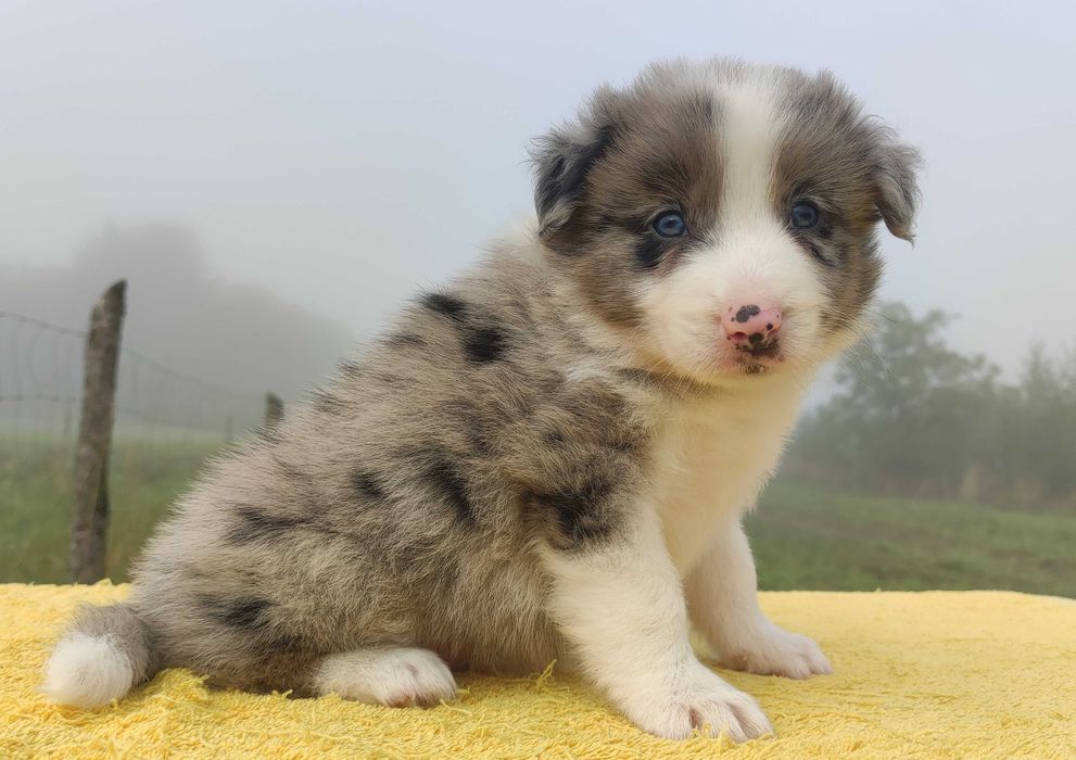 Samiec BORDER COLLIE z Hodowli - Rasowy z pełną dok.