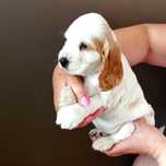 Cocker spaniel angielski