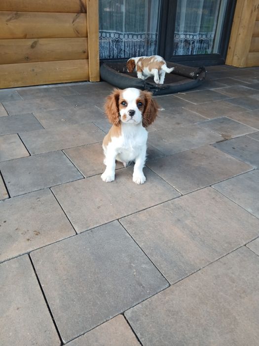 Szczeniak Cavalier King Charles Spaniel