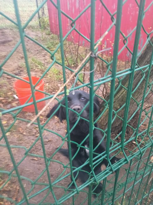 Pies samica pomorskie