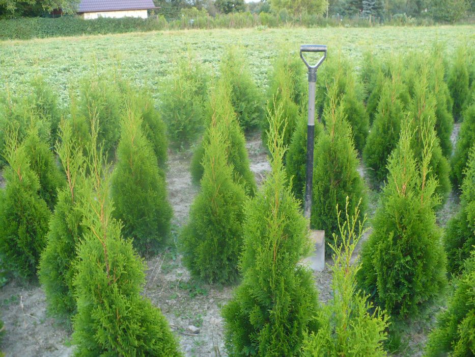 Thuja 'Smaragd' z gruntu 160-180 cm